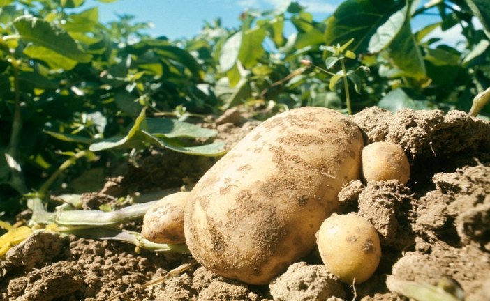 Pomme De Terre Agriculture Du Maghreb