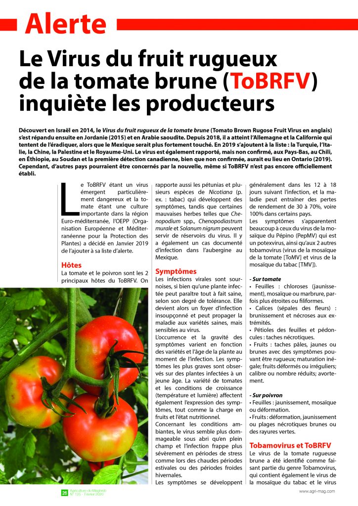 Le Virus Du Fruit Rugueux De La Tomate Brune Tobrfv Inqui Te Les