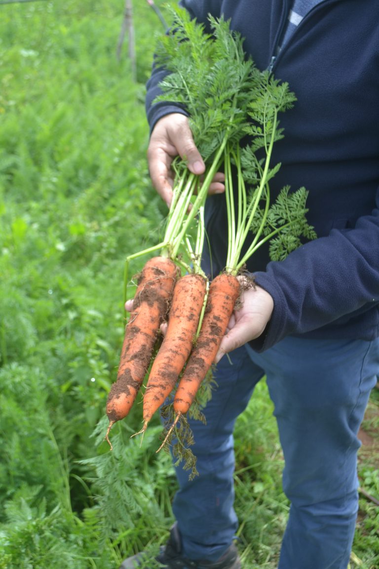 Bejo-Agrimatco  Journée spéciale carotte