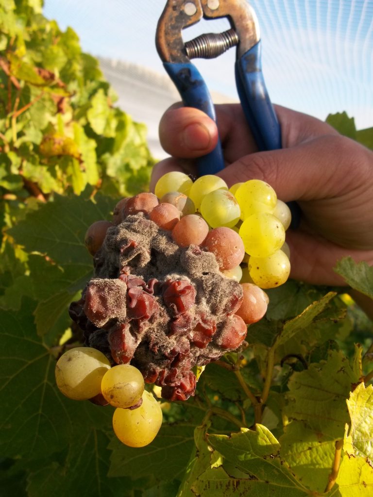 Viticulture : maladies raisin de table