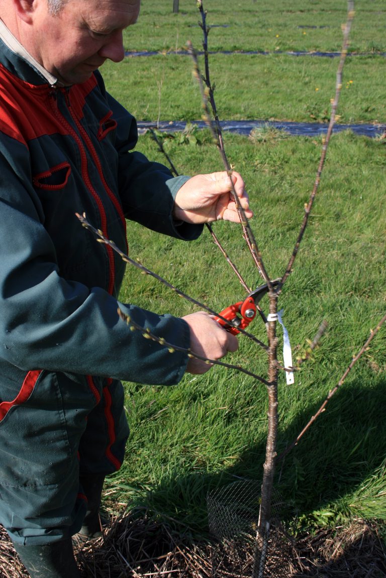 Arboriculture : Taille du pommier