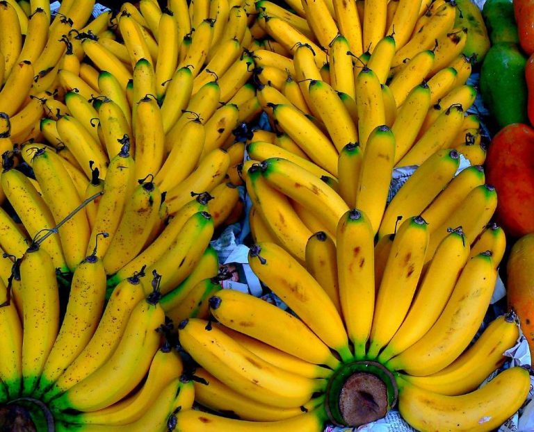 Maladie des bananes: la FAO cherche 98M de dollars