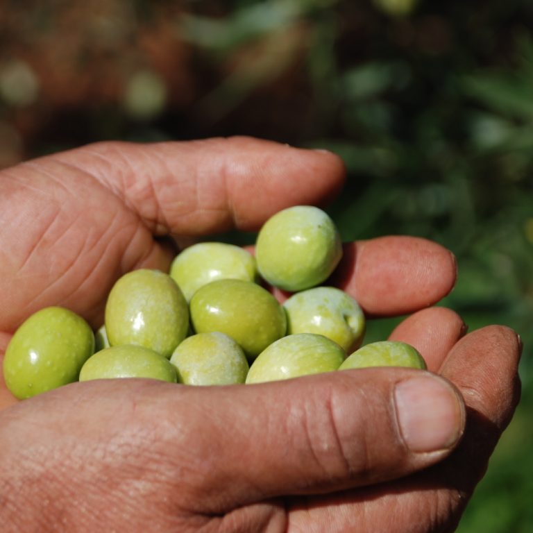 La production d’olives la plus importante jamais enregistrée !