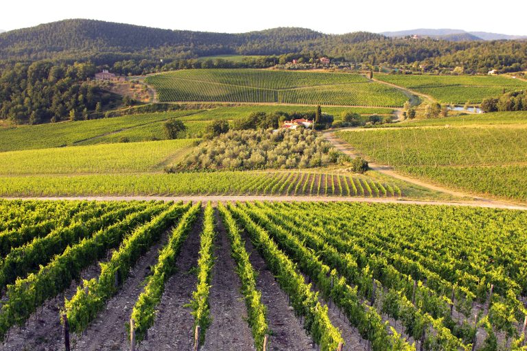 Mildiou de la vigne: le bon produit au bon moment