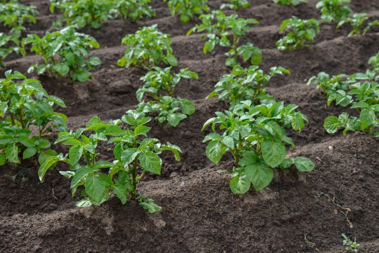 Mildiou de la pomme de terre: Combinaison des approches pour une lutter efficace