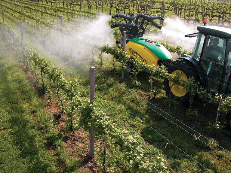 Raisin: lutte contre les principales maladies fongiques