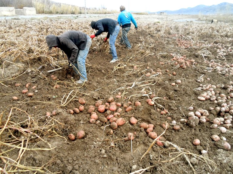 POMME DE TERRE:  La culture Bio de Tounfite à la recherche de débouchés