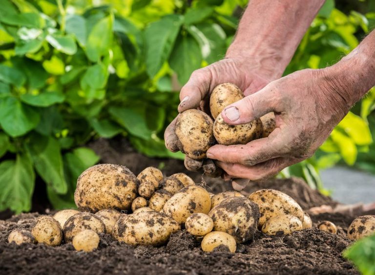 Pomme de terre : Une production handicapée par des déséquilibres récurrents