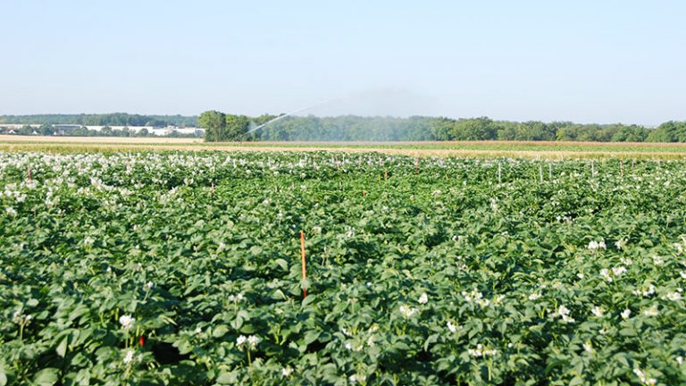 L’IRRIGATION PEUT FAVORISER LE MILDIOU DE LA POMME DE TERRE