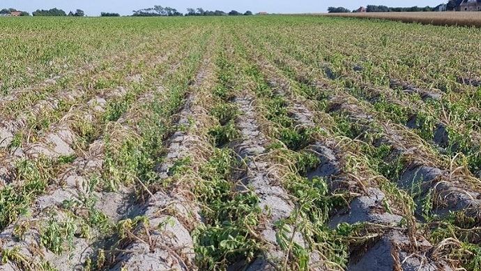 Les pommes de terre souffrent aussi de la sécheresse et de la canicule