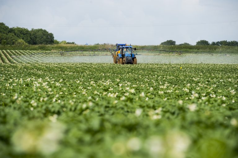 Pomme de terre:  Les principales maladies fongiques