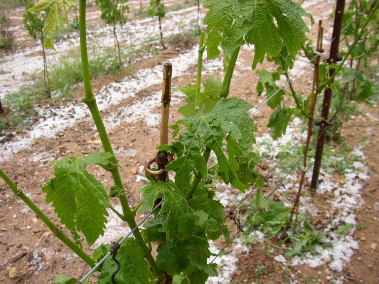 Une tempête de grêle frappe la région Fès-Meknès et affecte 9100 ha de cultures