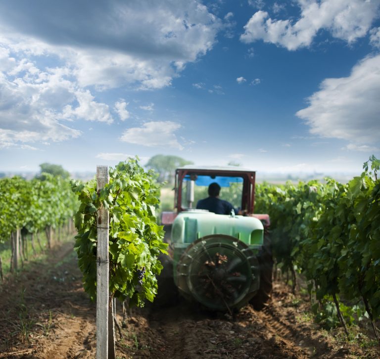 Les viticulteurs face à l’efficacité des produits phytosanitaires