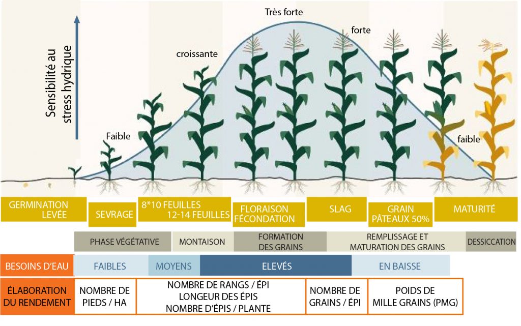 Piloter Lirrigation Du Maïs Agriculture Du Maghreb 8706