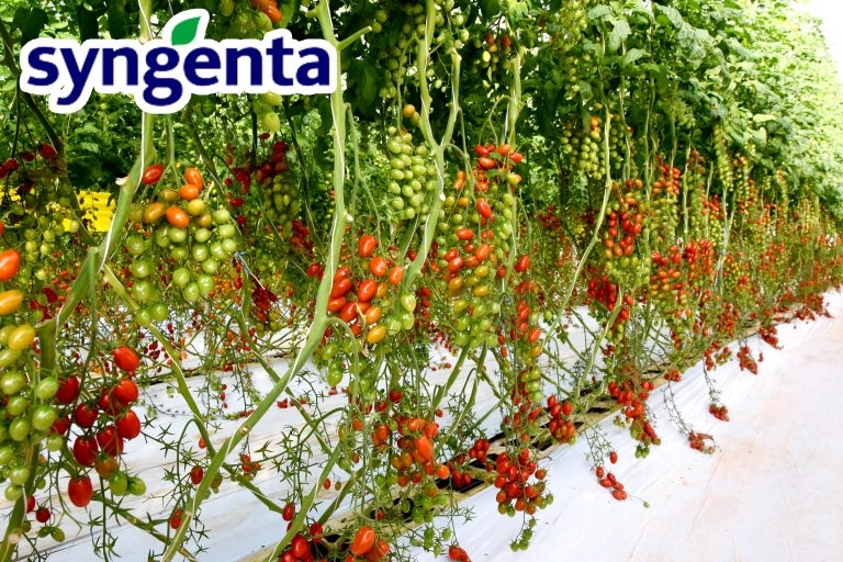 Syngenta vous invite à découvrir sa nouvelle serre de démonstration Tomate