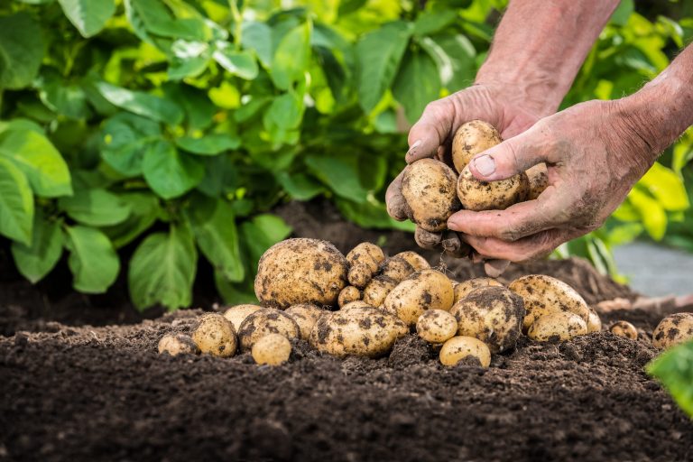 Fertilisation de la pomme de terre