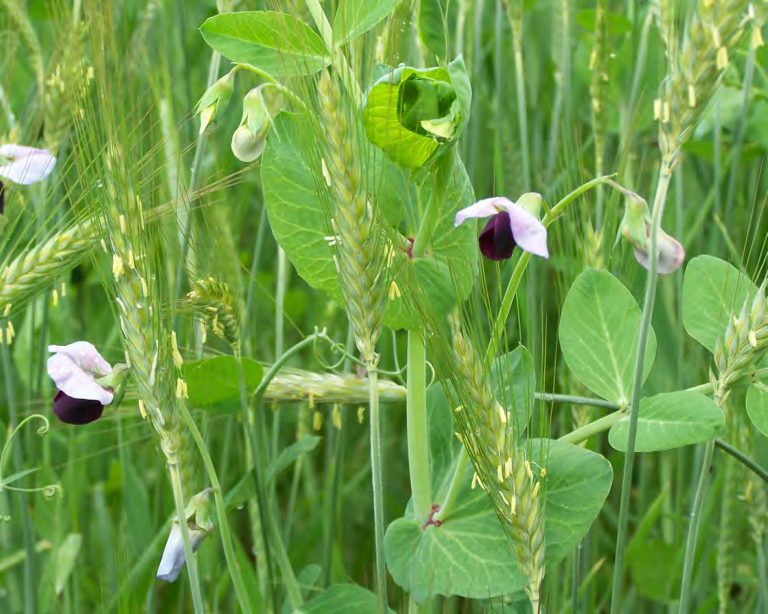 Associations céréales-protéagineux: UNE PRATIQUE RECONNUE en agriculture biologique