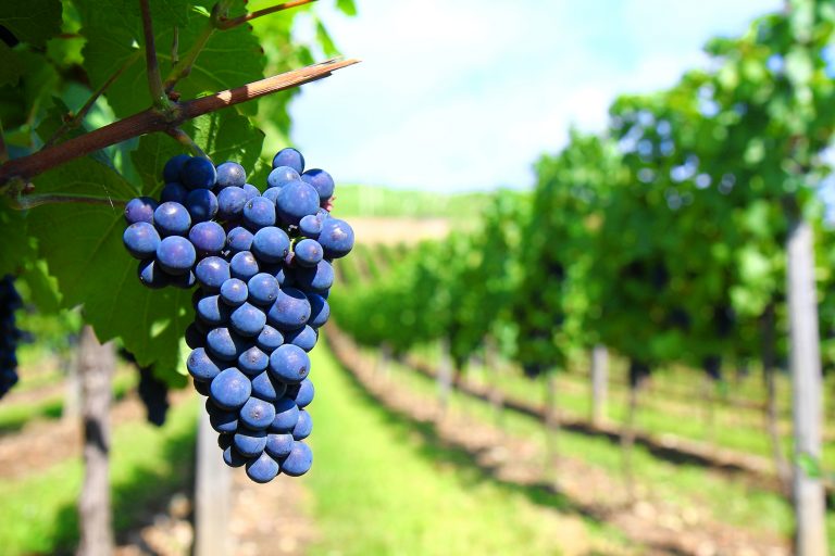 Maladies fongiques de la vigne: Opter pour une bonne stratégie de lutte