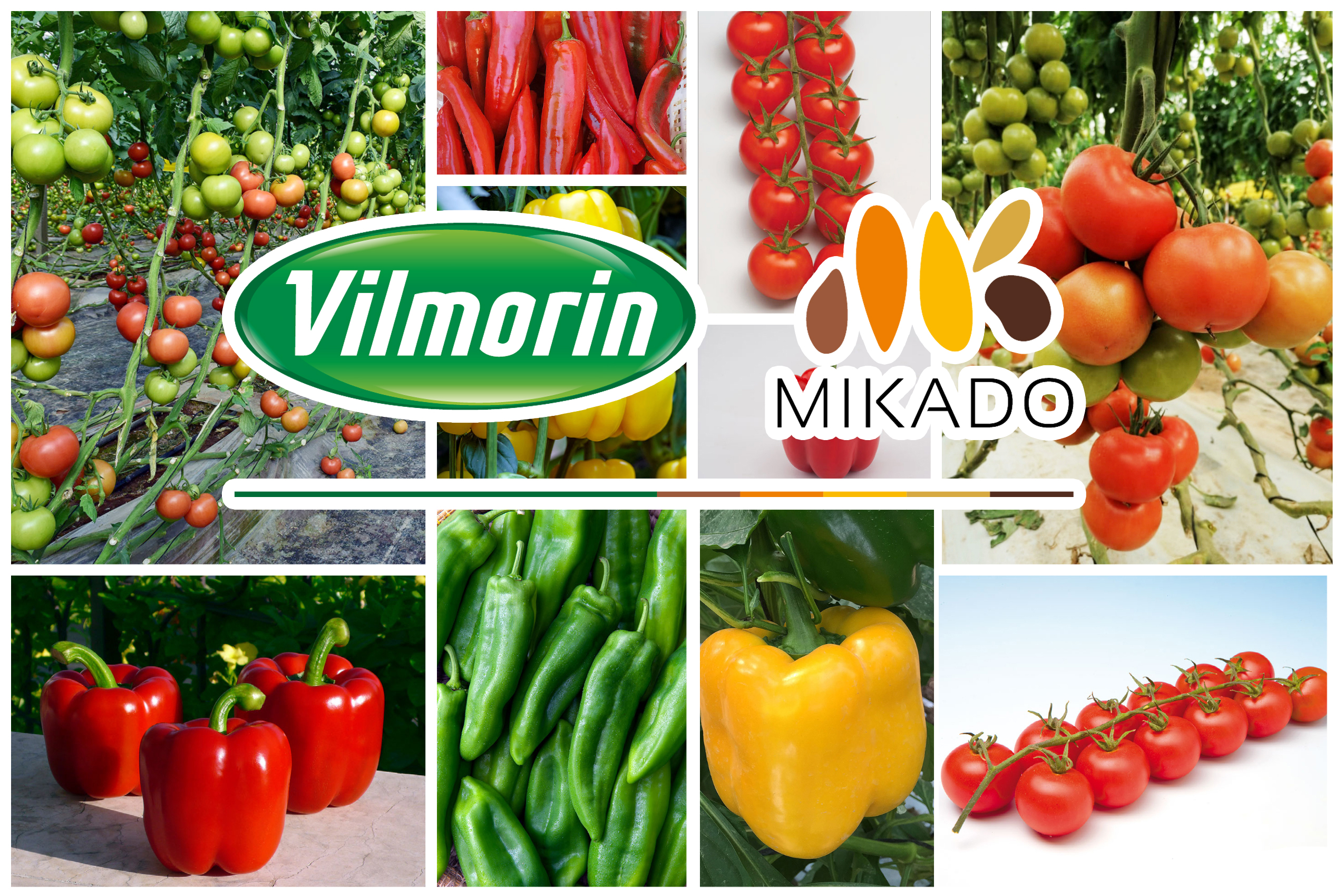 Vilmorin-Mikado ATLAS: Une offre complète pour vos productions
