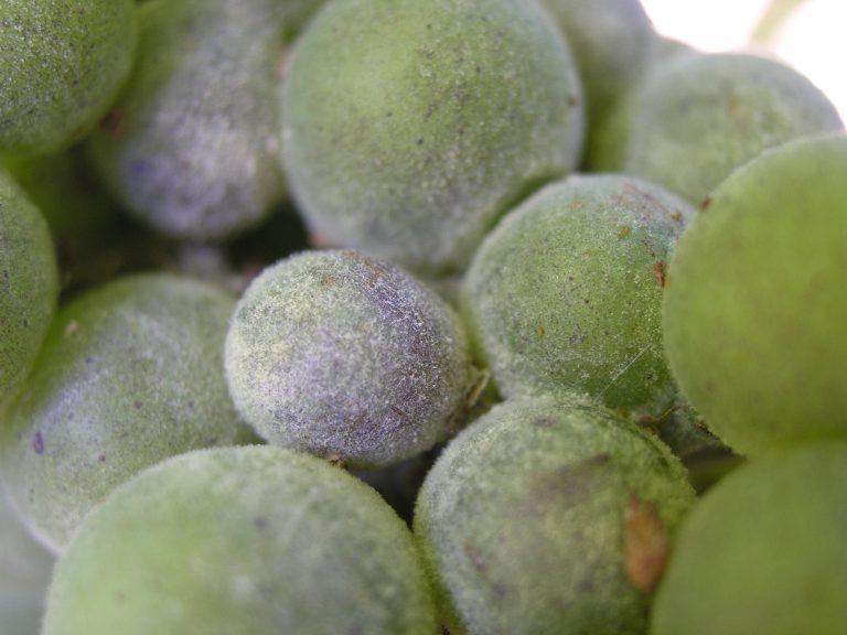 Oïdium de la vigne: la lutte commence avant l’apparition de la maladie !