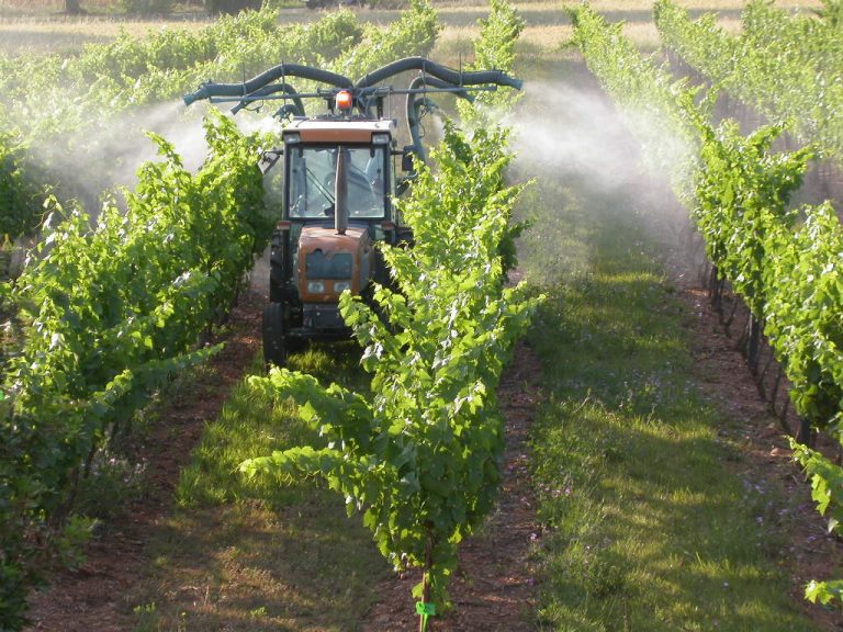 VIGNE: méthodes de lutte contre les principales maladies