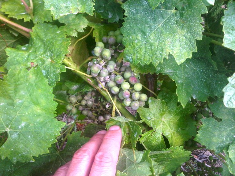 L’oïdium de la vigne :  Bien le gérer jusqu’à la fin du cycle