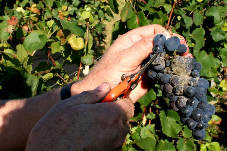 Le botrytis: une pourriture qui compromet la qualité des raisins