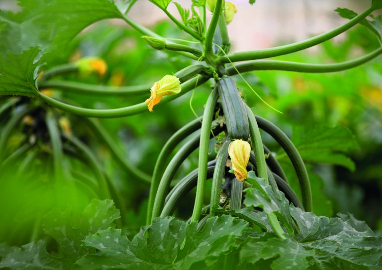 Optimiser la structure des plants de courgette pour réduire la main-d’œuvre