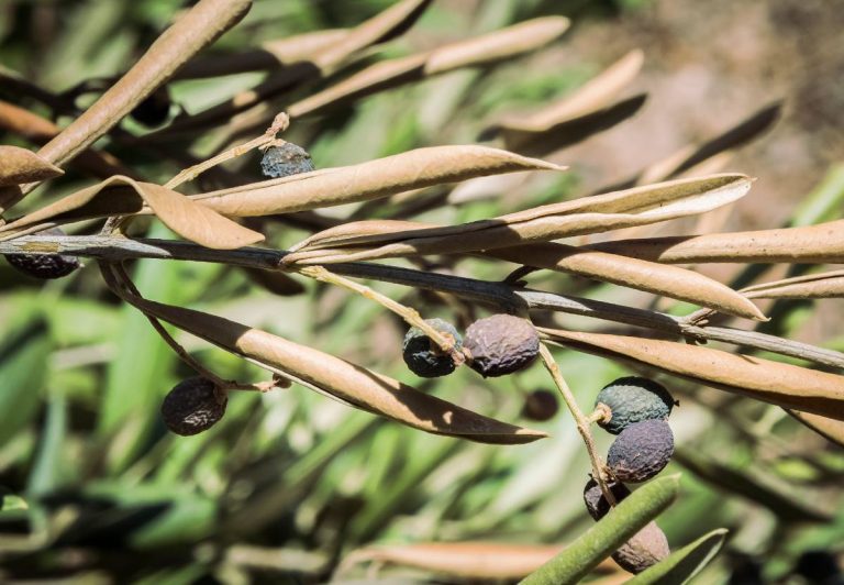 L’ONSSA renforce les contrôles à l’importation des végétaux pour éviter l’introduction de la bactérie Xylella fastidiosa au Maroc