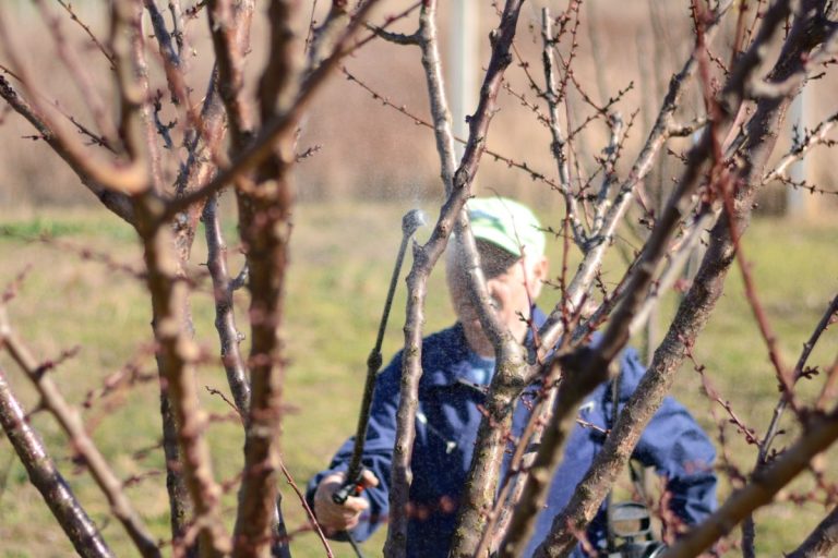 Les traitements d’hiver des arbres fruitiers et vignes