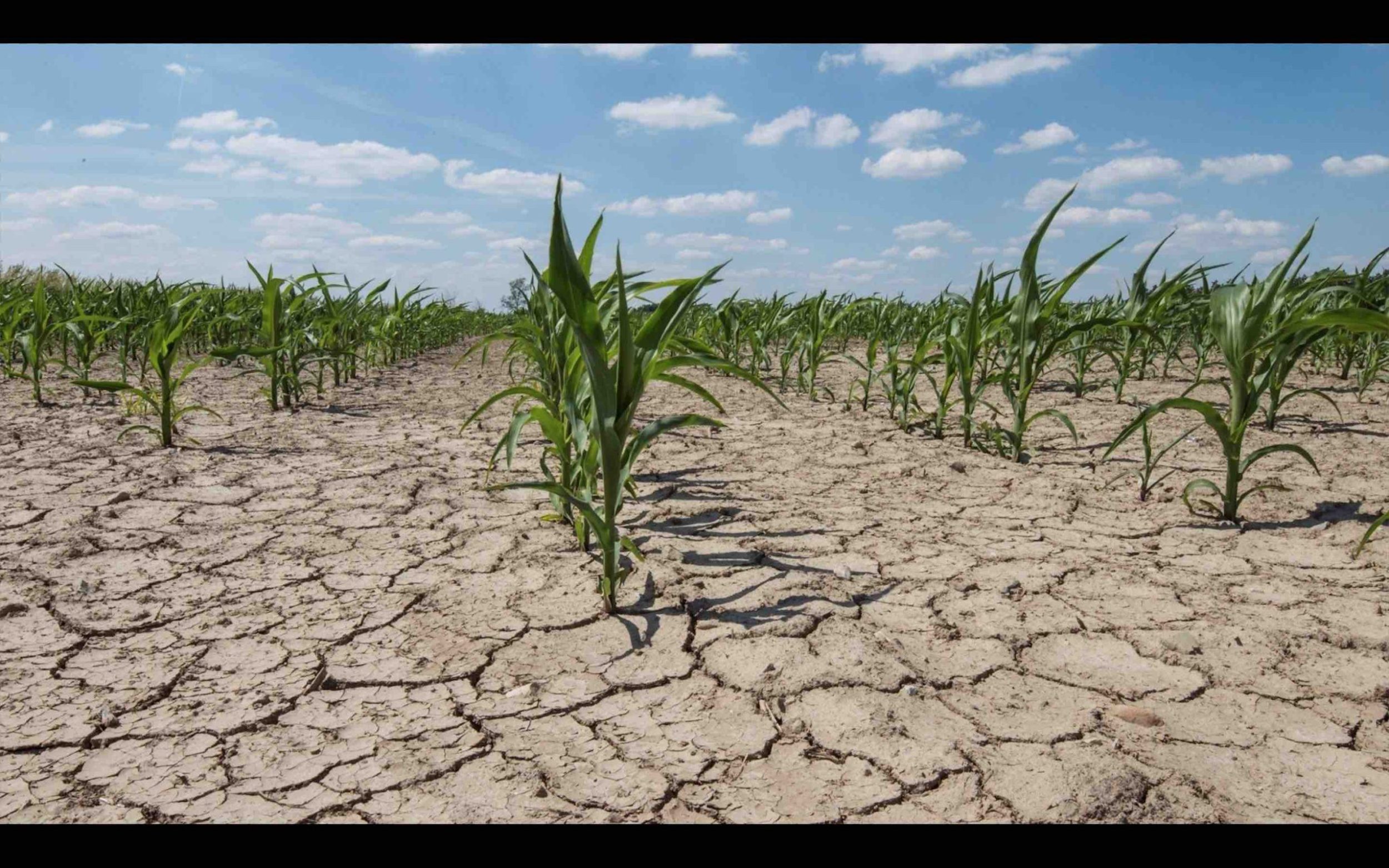 Les Plantes Face Au Stress Hydrique Et Salin Agriculture Du Maghreb 5614