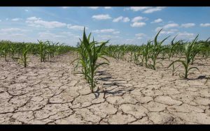 Les Plantes Face Au Stress Hydrique Et Salin Agriculture Du Maghreb