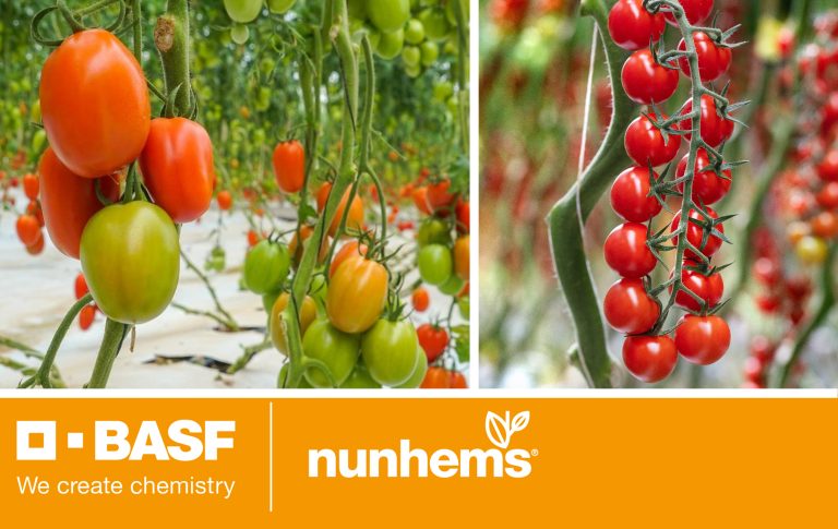 BASF lance de nouvelles variétés de tomates résistantes au ToBRFV