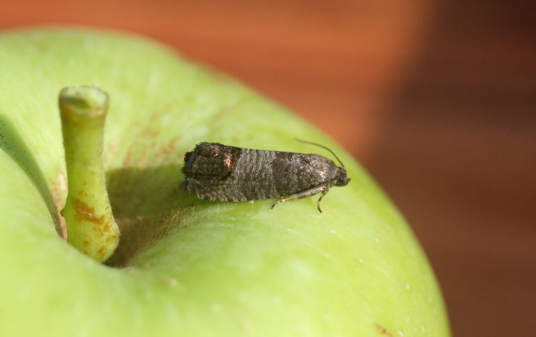 Pourquoi le carpocapse n’est pas résolument indomptable, ni invincible ?