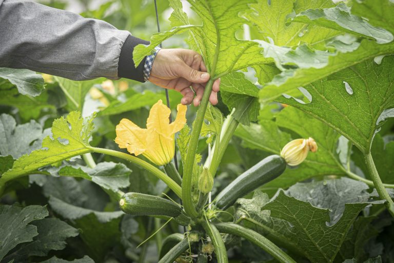 Courgette Noire : Une campagne pleine de défis !