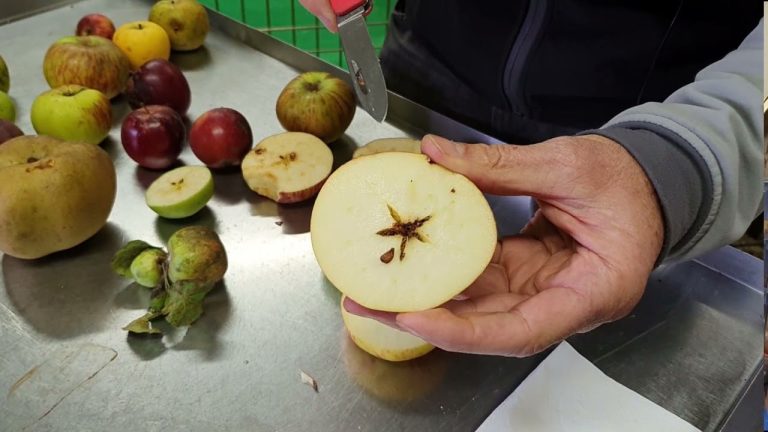 Le calcium, pour éviter les pertes au stockage des pommes