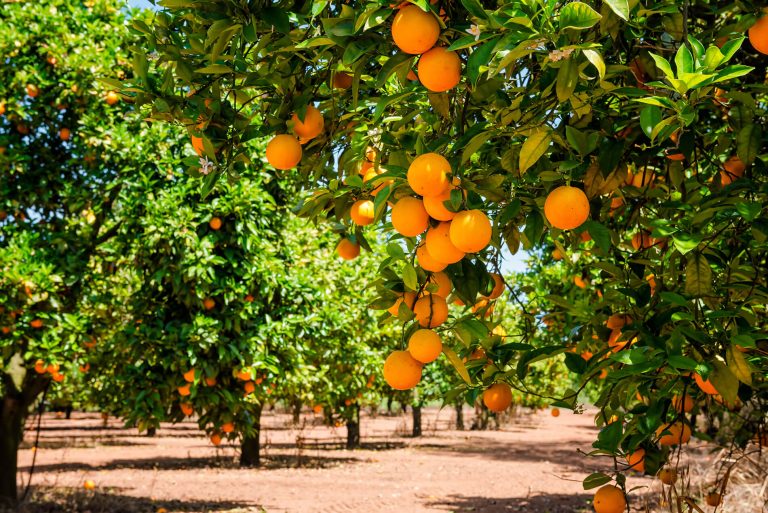 Prévisions de production et d’exportation d’agrumes du Maroc