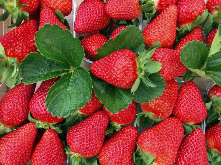 Fraises surgelées : le Maroc renforce sa position sur le marché japonais