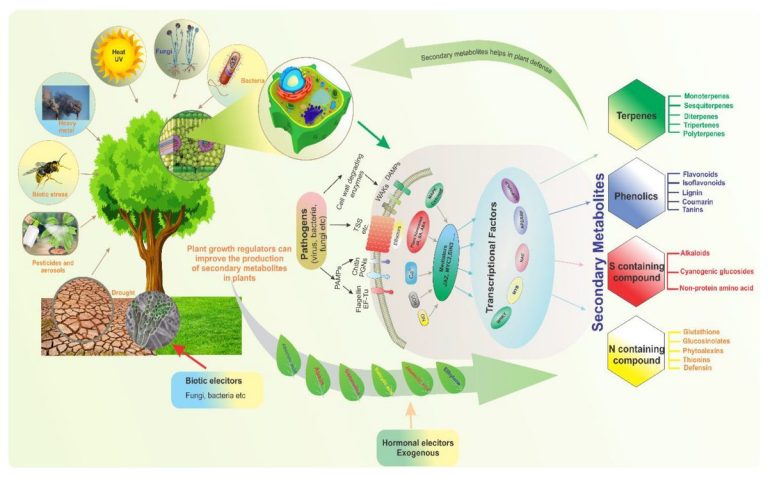 Métabolites spécialisés des plantes et agriculture