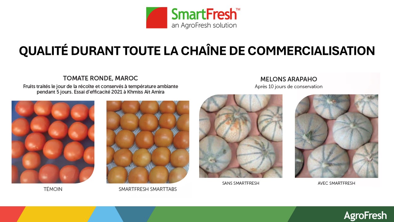 De nouvelles solutions post-récolte pour les tomates et les melons sont disponibles au Maroc