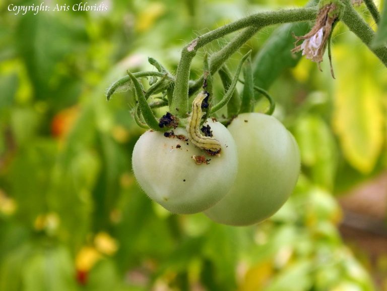 Les chenilles défoliatrices de la tomate