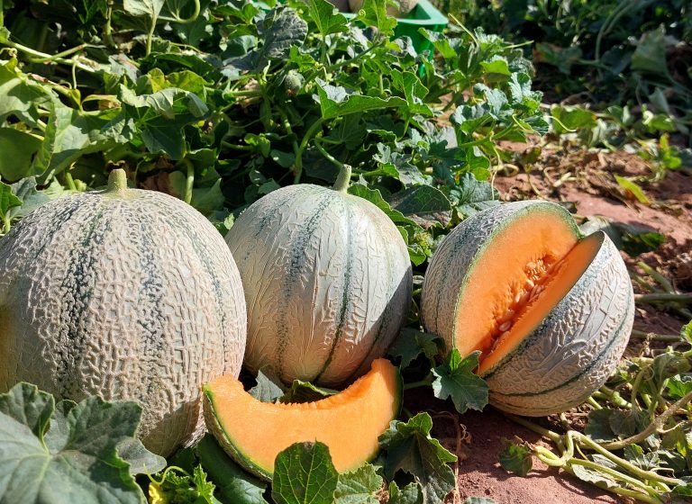 BACHA GSC1777 : le nouveau melon charentais de longue conservation Gautier Semences 