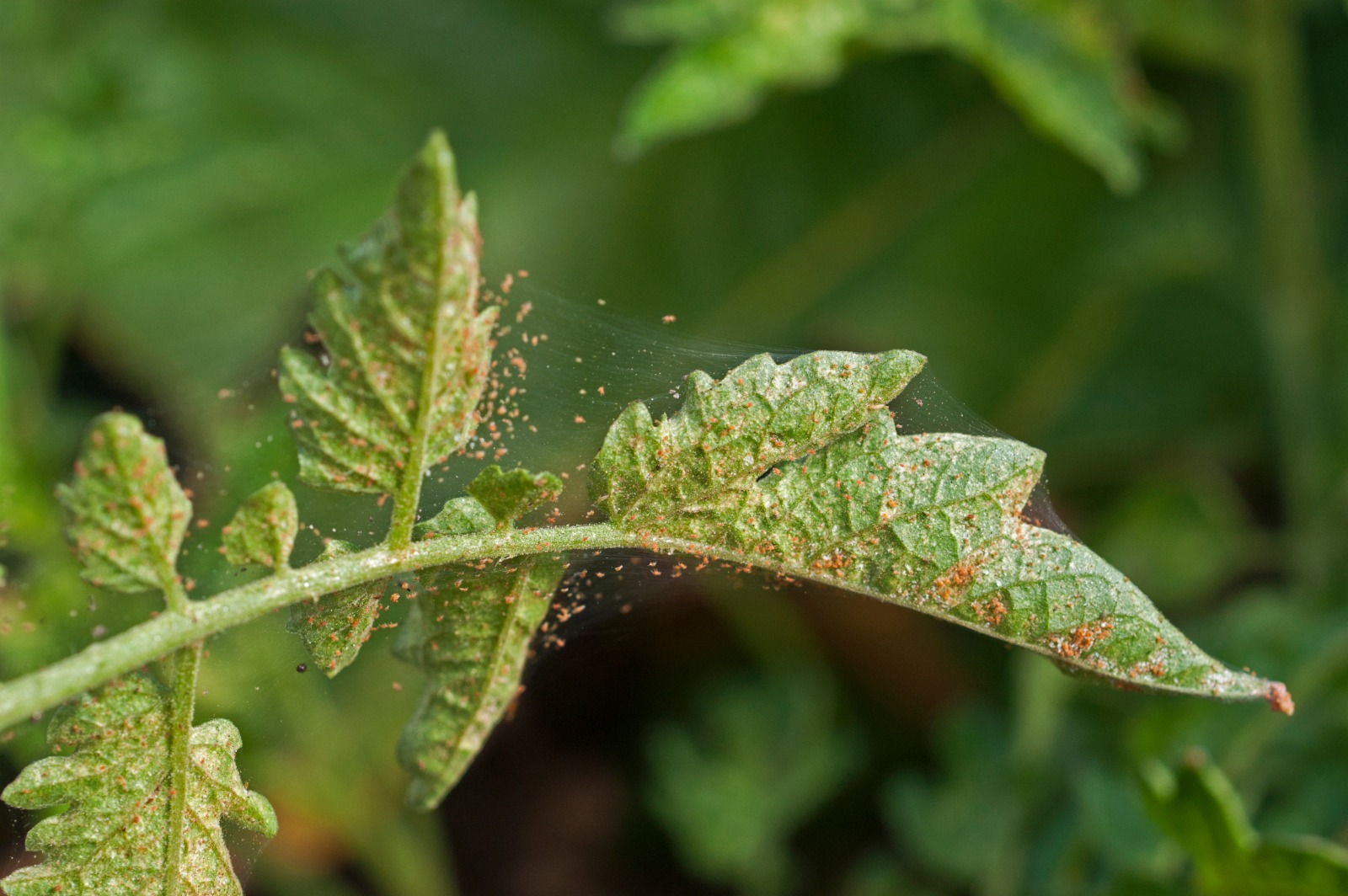 Gestion intégrée des acariens de la tomate sous serre